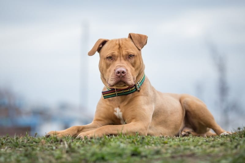 راهنمای خرید سگ نژاد Pit Bull