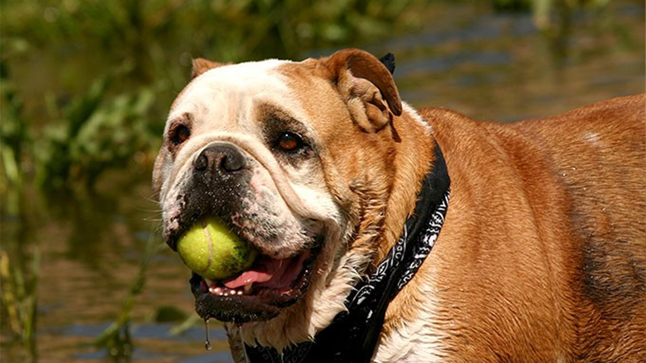 خصوصیات رفتاری سگ نژاد بولداگ