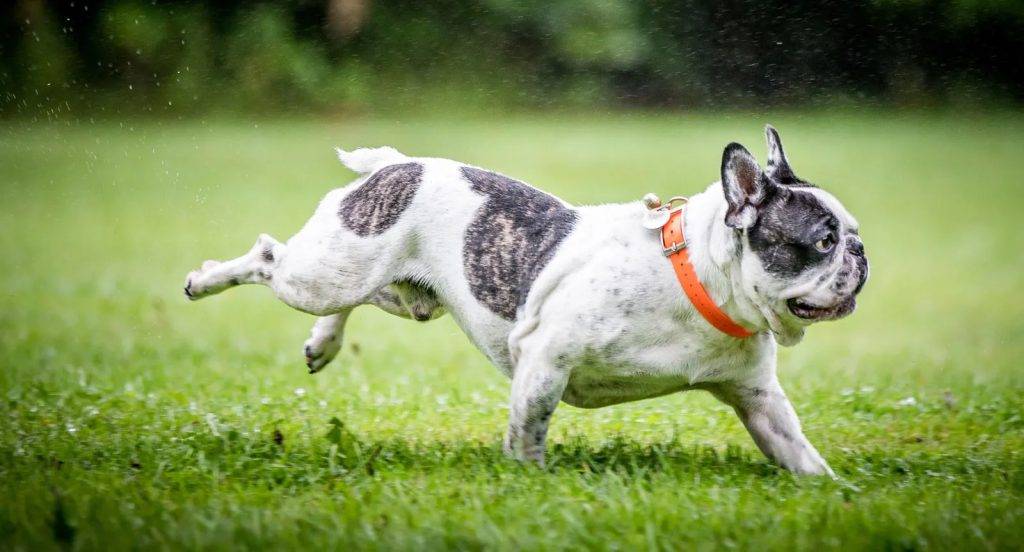 رفتار سگ نژاد فرنچ بولداگ