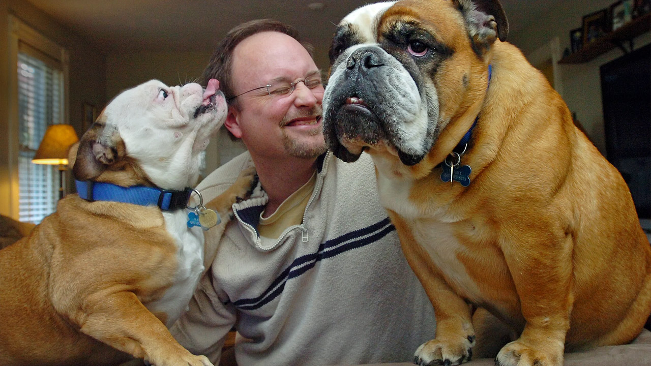 سگ نژاد بولداگ به عنوان همراه