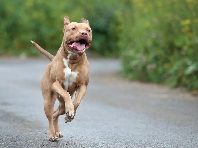 نکات نگهداری و مراقبت از نژاد سگ پیت بول