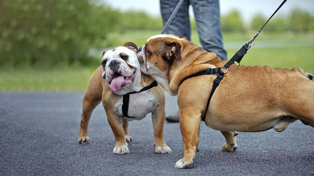 نگهداری از نژاد بولداگ