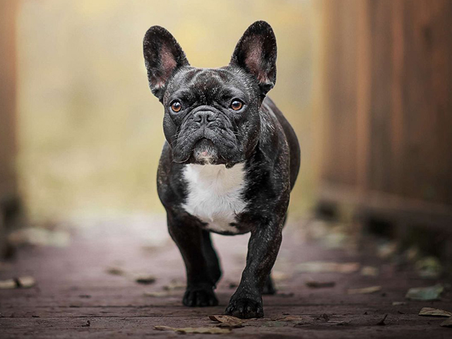 نگهداری سگ نژاد French Bulldog.jpg