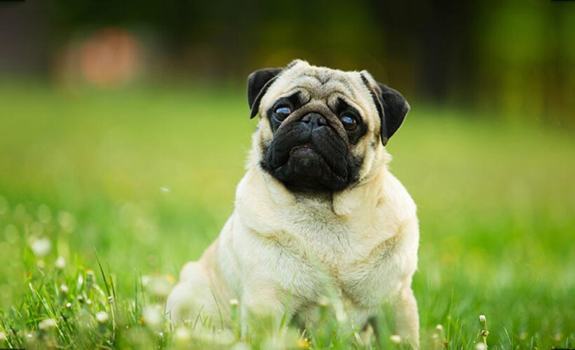 معرفی سگ نژاد پاگ | خرید سگ نژاد Pug | فروش توله نژاد پاگ