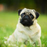 معرفی سگ نژاد پاگ | خرید سگ نژاد Pug | فروش توله نژاد پاگ