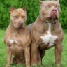 معرفی نژاد سگ پیت بول | خرید سگ نژاد Pit Bull