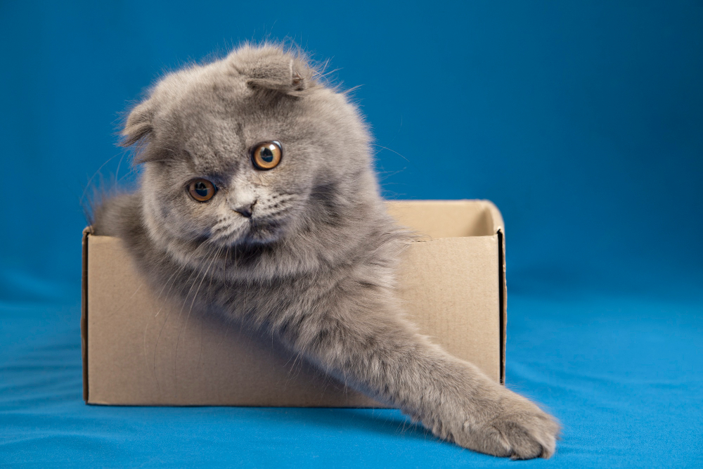 خرید گربه نژاد اسکاتیش | معرفی و اطلاعات کامل گربه نژاد Scottish Fold 3 scottish fold 05