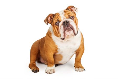 سگ نژاد بولداگ: راهنمای کامل خرید، نگهداری و ویژگی‌های English Bulldog