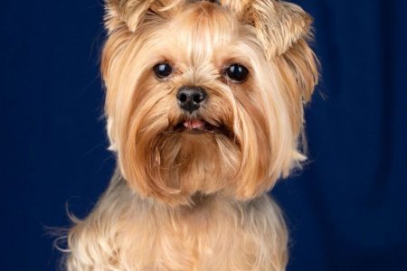 یورکشایر تریر